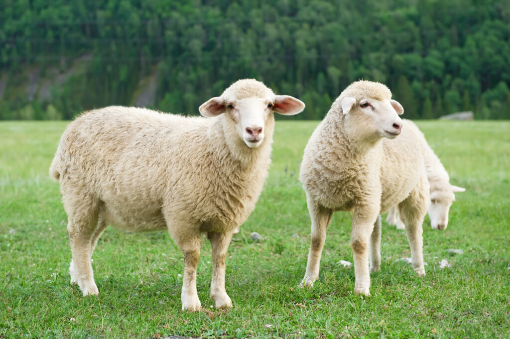 What is Qurban? sheep in the filed
