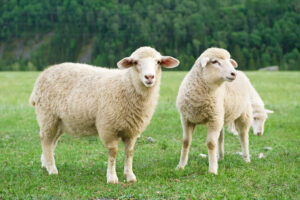 What is Qurban? sheep in the filed