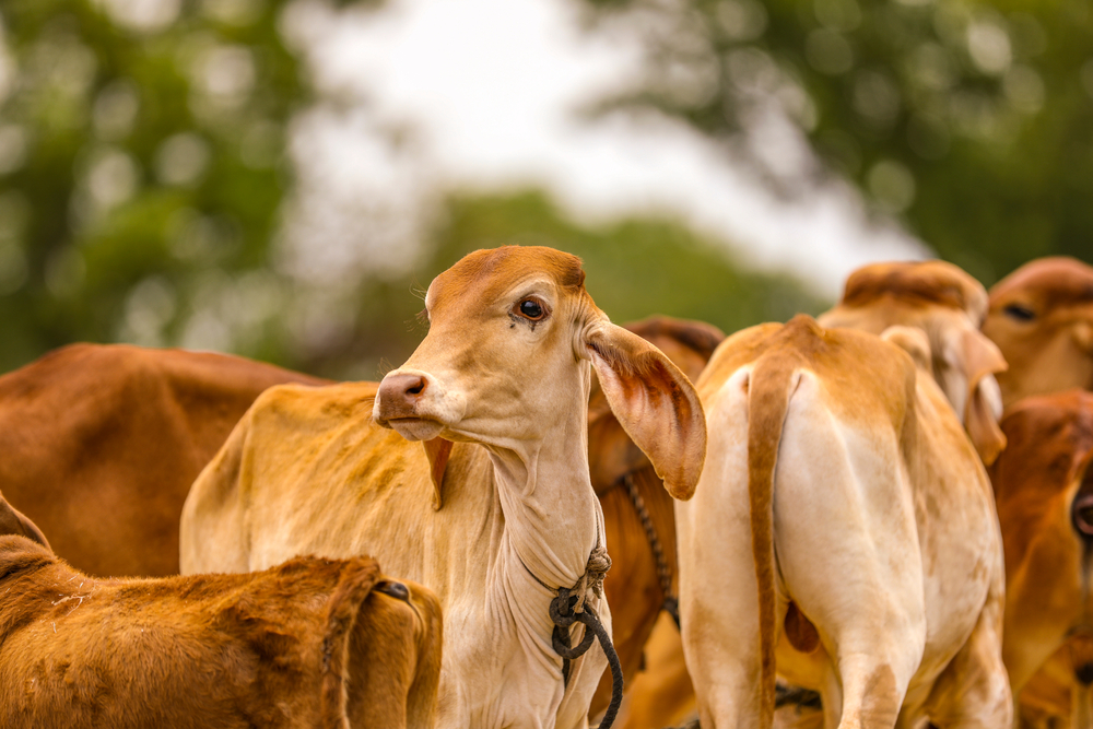 an animal gazing across the field, surrounded by its mates